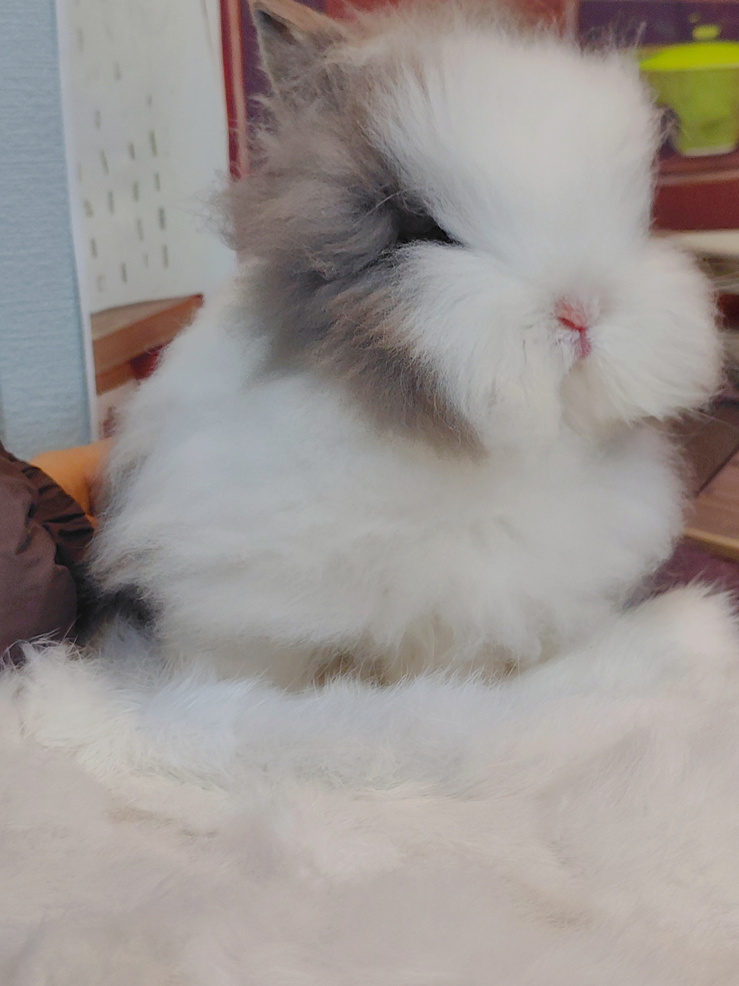 盖脸猫猫兔